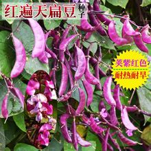 紫眉豆紫扁豆种子紫红色高产早熟播种春秋四季芸豆蔬菜种子