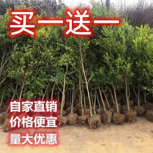 独杆黄杨树苗素材耐寒树小叶瓜子黄杨高杆树桩盆景文人庭院绿化