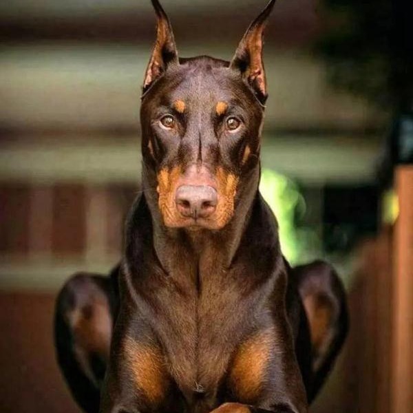 纯种双血统杜宾犬幼犬活体迷你杜宾犬幼崽家养大型高智商短毛宠物