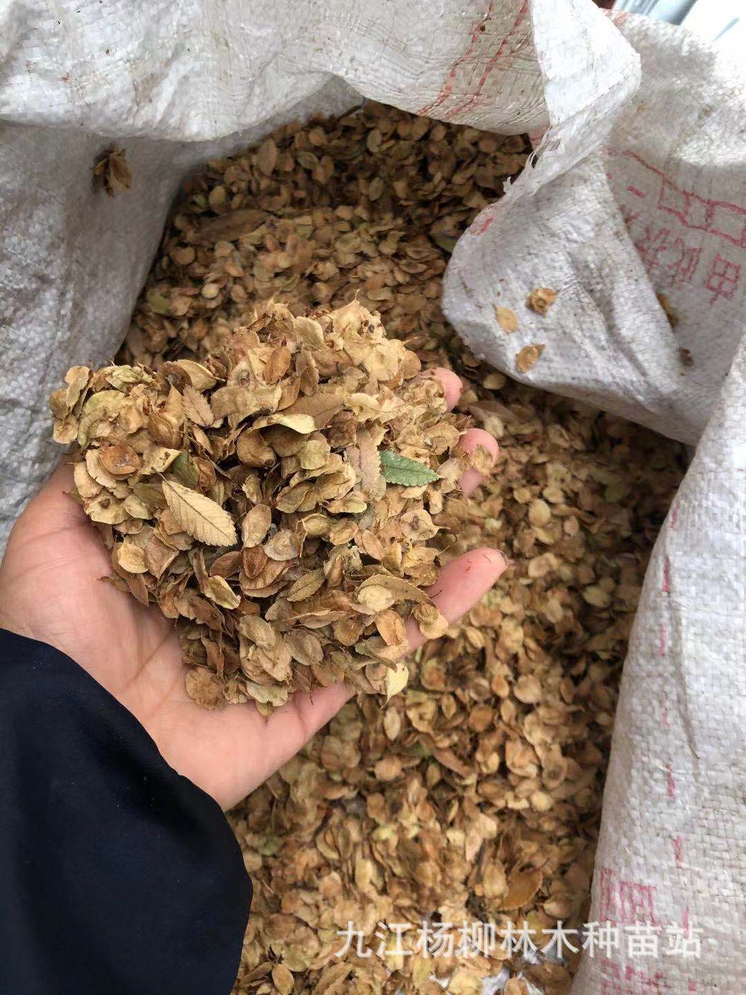 榔榆种子 榆树种子 小叶榆种子 榔榆造林苗木种子新货供应