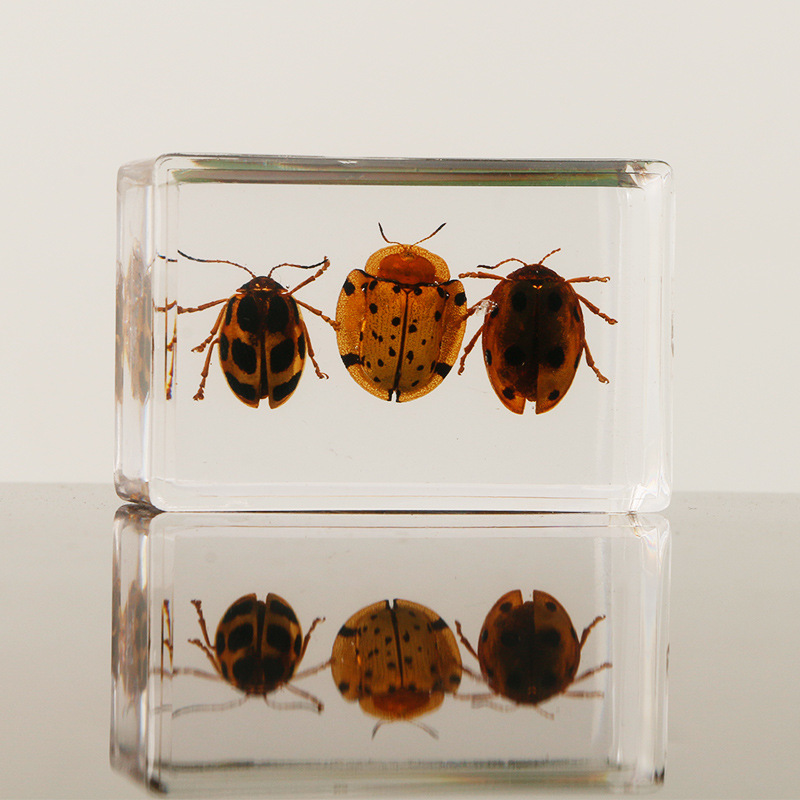 亚马逊 跨境新款真实昆虫标本 透明树脂2个蜘蛛2个金龟2个瓢虫