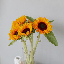 母亲节全国洋牡丹花束配送女友生日鲜花速递同城北京上海全国花店