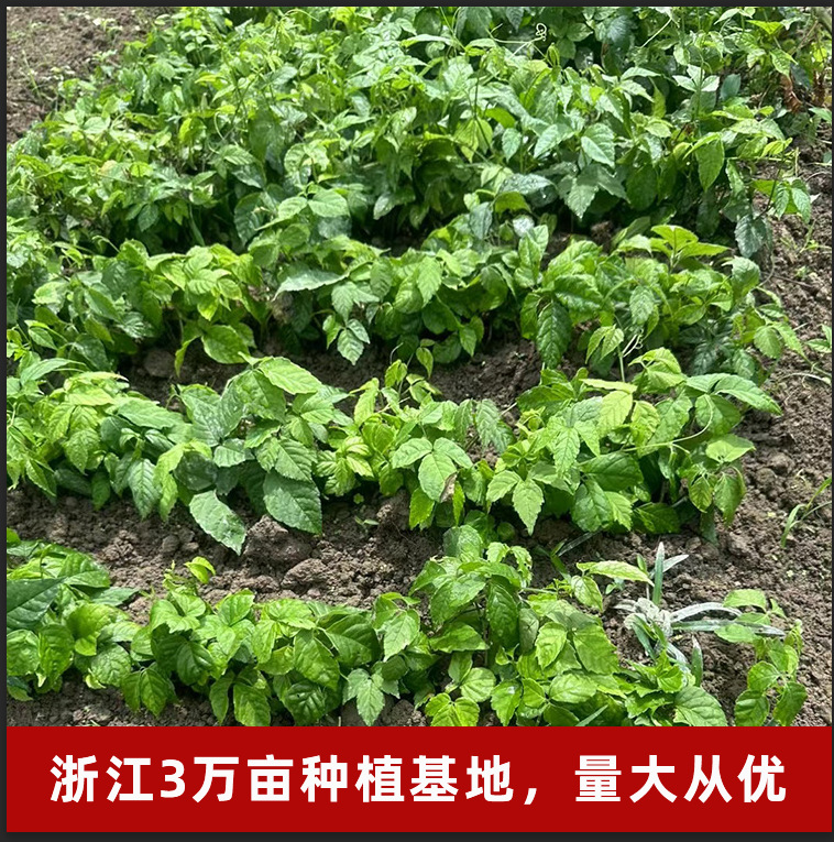 三叶青种苗浙江小叶紫藤高产培训株金线吊葫芦带果苗3w亩基地直销