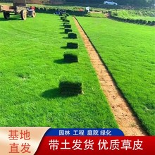 草皮真草坪带泥土别墅花园绿化马尼拉四季青果岭草易活耐践踏