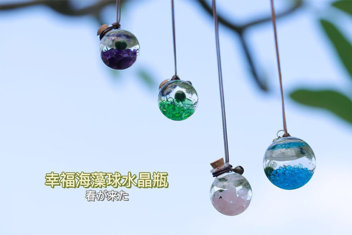 海藻球宠物marimo海藻球diy随身瓶水晶生态瓶海藻球微景观许愿瓶