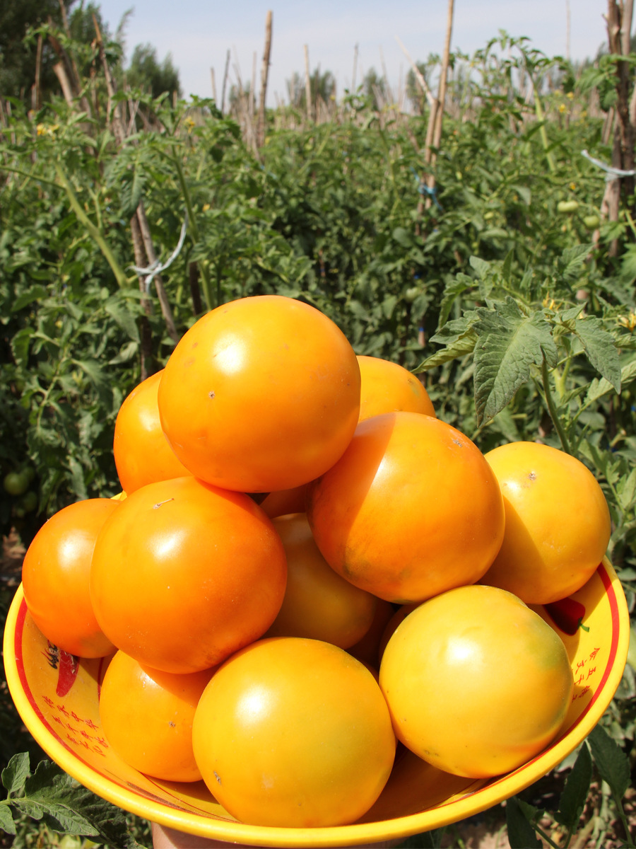 大黄柿子内蒙五原黄色西红柿现摘番茄水果铁皮碱地柿子生吃番茄