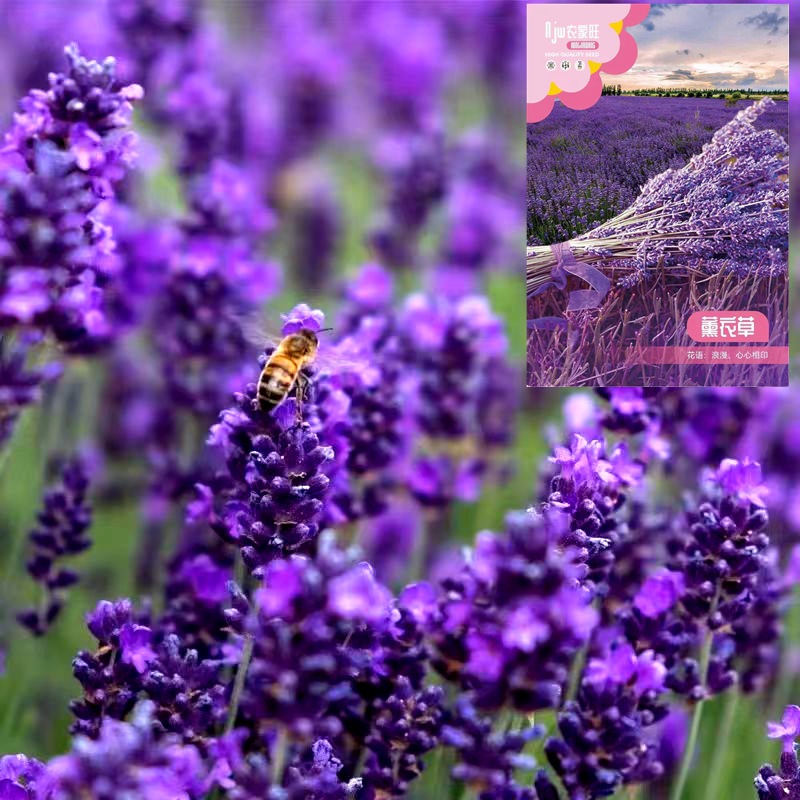 薰衣草花种籽盆栽四季开花种子易养活植物花卉阳台庭院驱蚊花种