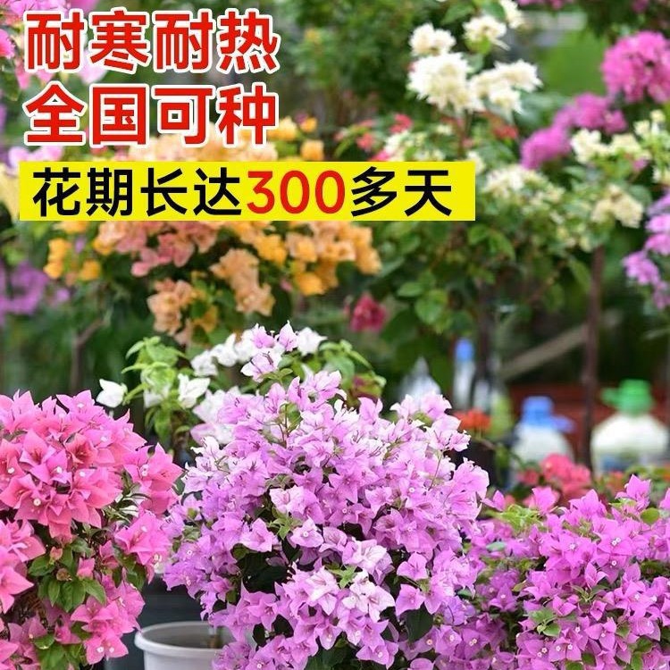 三角梅带花盆栽大苗爬藤重瓣植物室内阳台庭院树苗四季开花卉不断