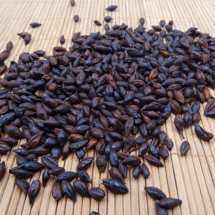 新货焦麦芽焦大麦芽另有炒麦芽焦三仙山楂克