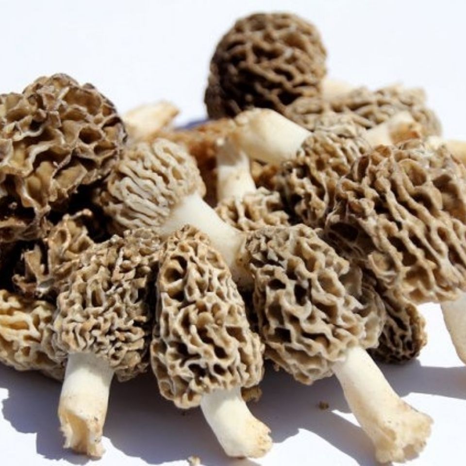 东北纯野生羊肚菌俗称羊肚菜羊肚蘑非养殖野山菌包邮辽宁发货