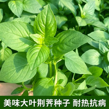 大叶荆芥种子香荆荠线荠菜籽可食用蔬菜香草田园阳台盆栽春季播种