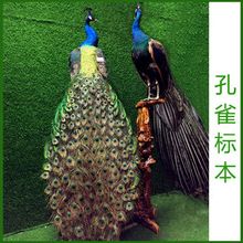 批发天然蓝孔雀标本 白孔雀羽毛鸟类动物标本 装饰品摆件手工