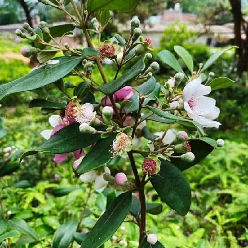 岗捻子  桃金娘观花植物  捻子树易种植山捻子盆栽