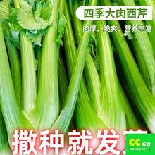 四季大肉西芹种子芹菜种籽皇后西芹津南实芹脆爽阳台菜园蔬菜种孑