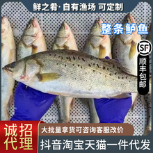 新鲜海鲈鱼鲜活鲈鱼食用鲈鱼海鲜冰鲜鱼七星三去半成品烤鱼商用