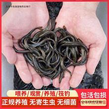 泥鳅苗活体筏钓龙鱼活饵冷水观赏鱼饲料鱼钓鱼台湾鲜活小泥鳅鱼苗