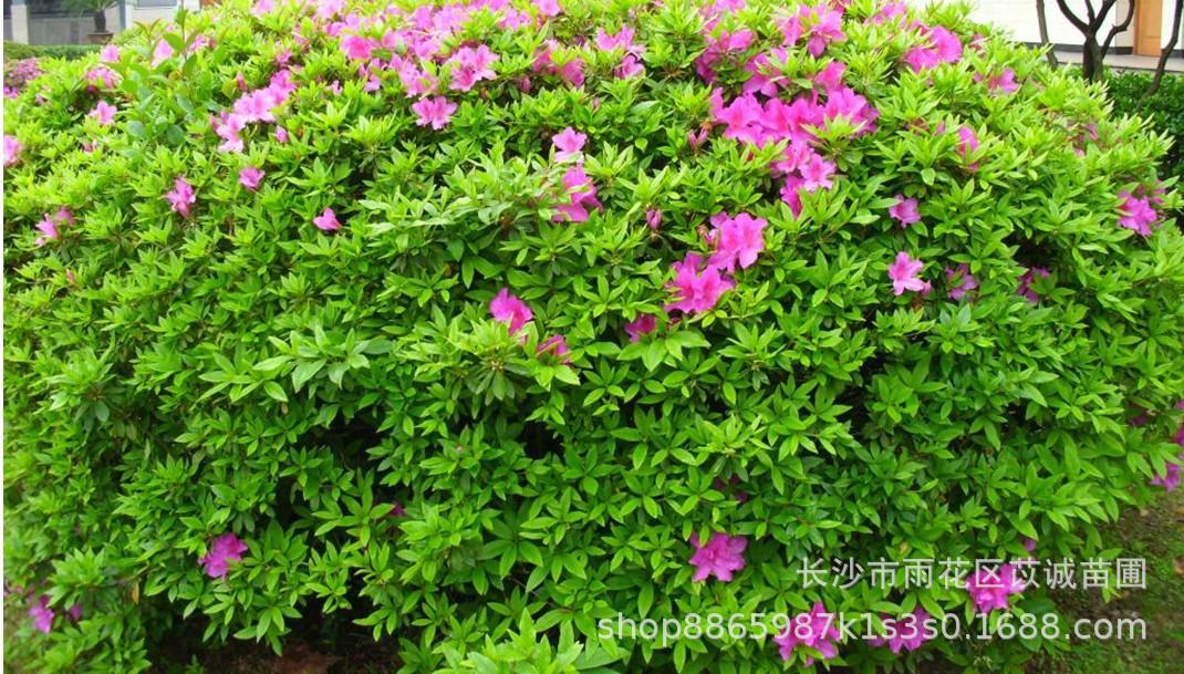 湖南苗圃批发杜鹃毛球精球规格齐全价格优惠庭院厂区小区种植