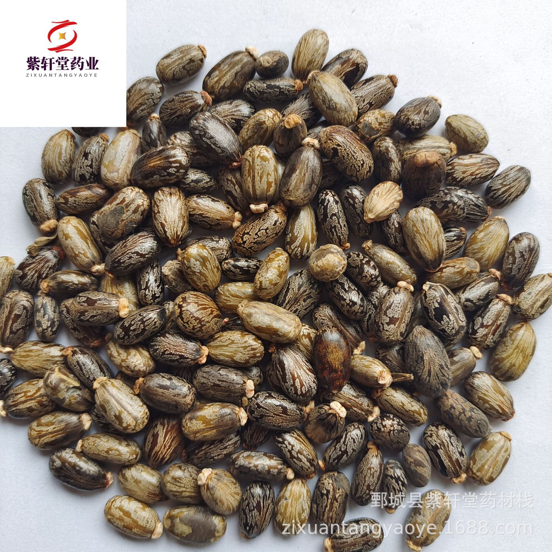 【蓖麻种子】-蓖麻种子厂家,品牌,图片,热帖-阿里巴巴