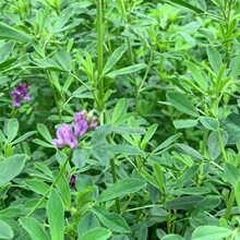 苜蓿草紫花饲料幼兔兔子草龙猫草荷兰猪草牧草兔粮苜宿草厂家批发