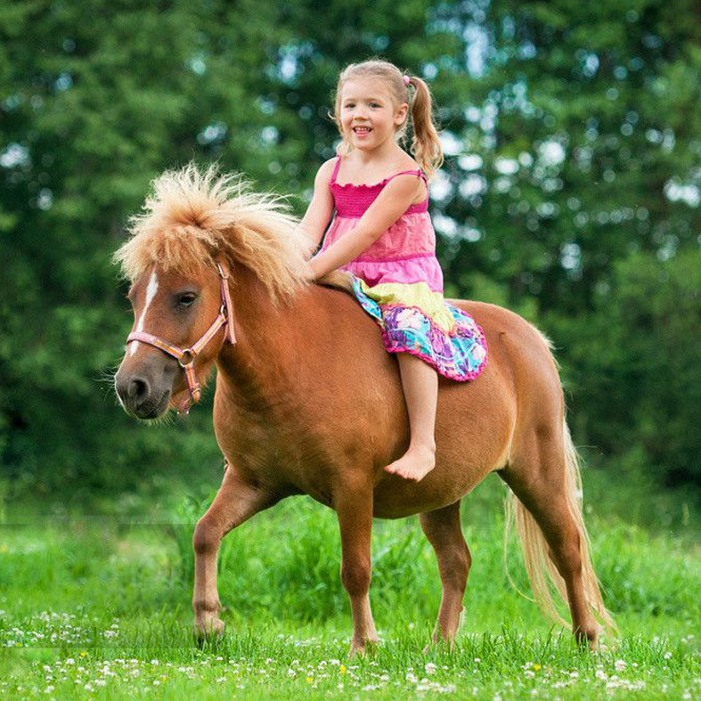 回收骑乘矮马 出售矮马 济宁万合养殖-阿里巴巴