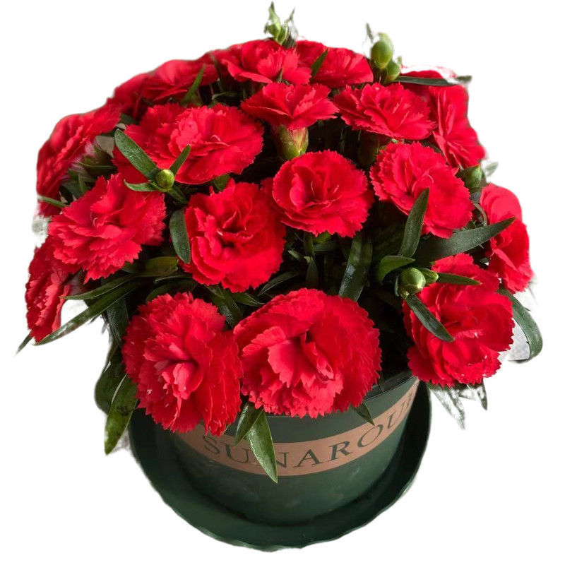 康乃馨盆栽带花苞重瓣大花室内阳台庭院四季开花植物花卉绿植