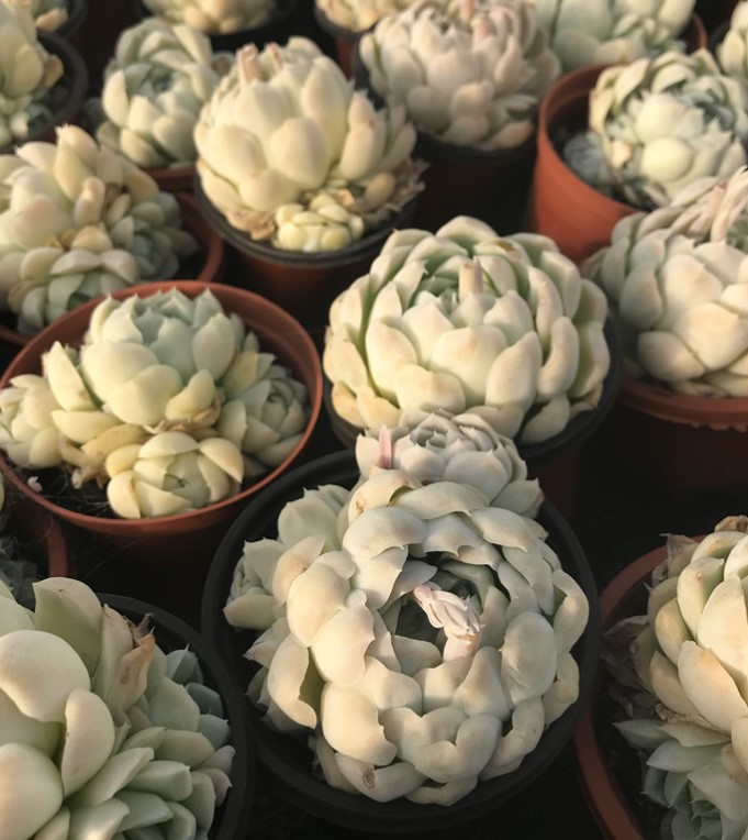 白月影/阿尔巴月影大单头9cm盆参考单双混择优发货 景天科群生