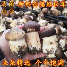 新鲜姬松茸云南特产香格里拉野生干货姬松茸煲汤特级菌菇食用当季