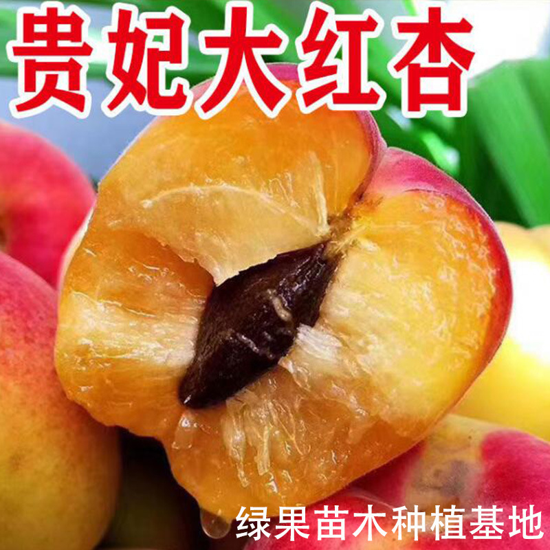 果树苗 嫁接杏子树苗 贵妃红杏树苗 红杏苗 蜜甜杏子苗南北方种植