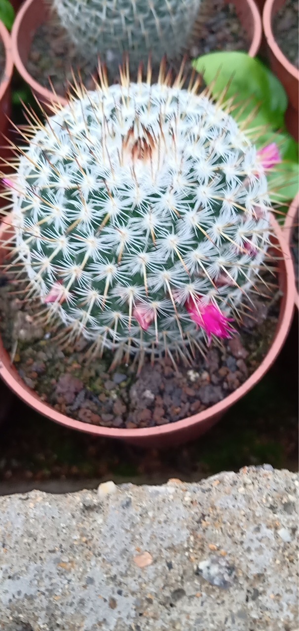 盆栽仙人球掌形绿植实生仙人球希望丸多肉植物仙人掌基地批发