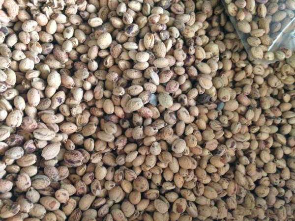 日本樱花种子 樱花树种子红樱花种子 粉色樱花 四季种易活花种子