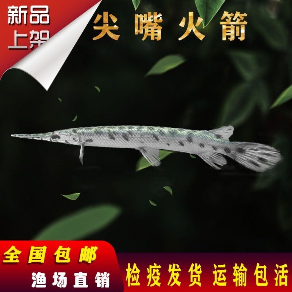 福鳄鱼雀鳝鳄尖嘴鳄鱼幽灵火箭大雀鳝鳄大型凶猛热带观赏鱼活体鱼