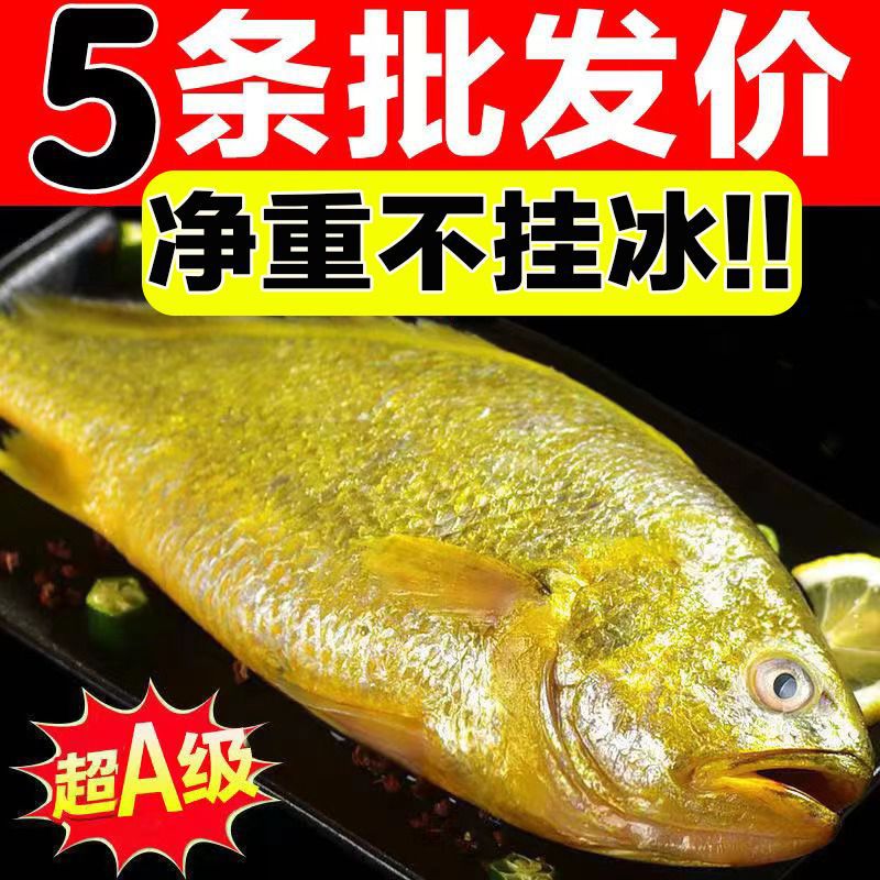 黄花鱼大黄花鱼整箱东海新鲜大黄鱼海鲜水产海鱼类生鲜海鲜批发