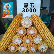 新审慧玉3000玉米种子高产大棒矮杆抗倒抗旱涝南北方包谷正品新种