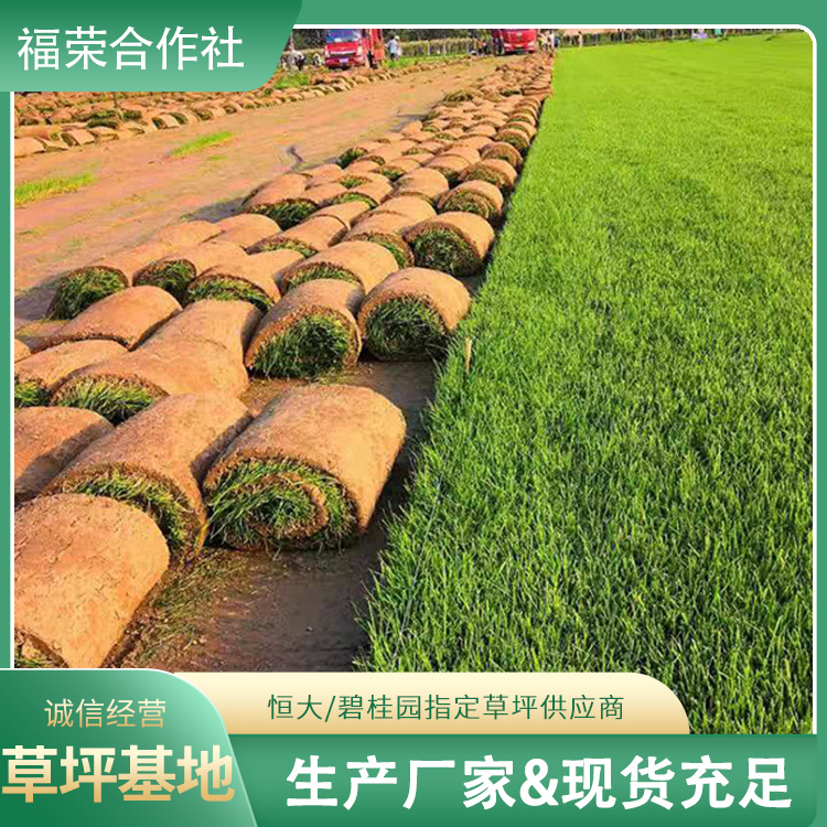 绿化草坪耐寒 四季青草皮高尔夫球场基地直发 足球场草皮-阿里巴巴