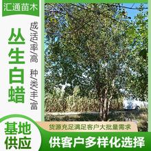 丛生白蜡4—8米树桩白蜡树苗绿化白蜡树庭院庭荫丛生白蜡树苗