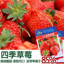 四季红奶油草莓种子食用香甜大果新手易种阳台盆栽水果蔬菜种籽苗