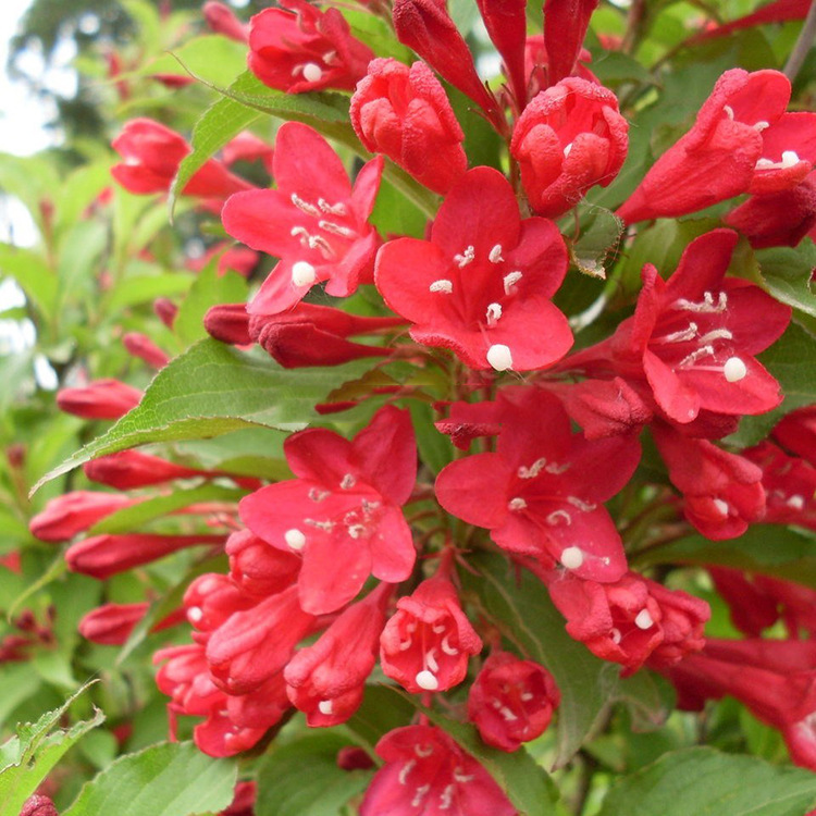 红王子锦带小苗批发色块地被植物庭院盆栽花卉红王子锦带花苗