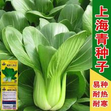 四季上海青种子四季播上海青菜种子农家小油菜籽蔬菜种子