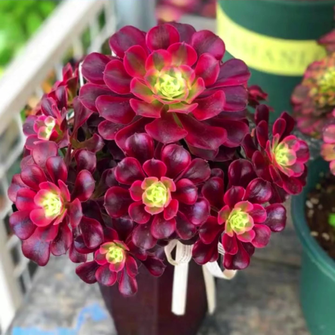 黑法师美杜莎水墨画手捧花老桩一物一拍巨型多肉植物大棵好养包邮