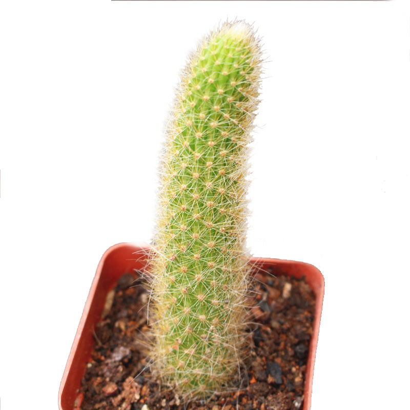 可园 猴尾柱仙人掌科 软毛仙人球 稀有猴尾巴 创意室内多肉小植物