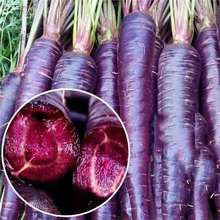 紫胡萝卜种子夏秋季蔬菜紫红胡萝卜紫色红萝卜特色保健蔬菜易发芽
