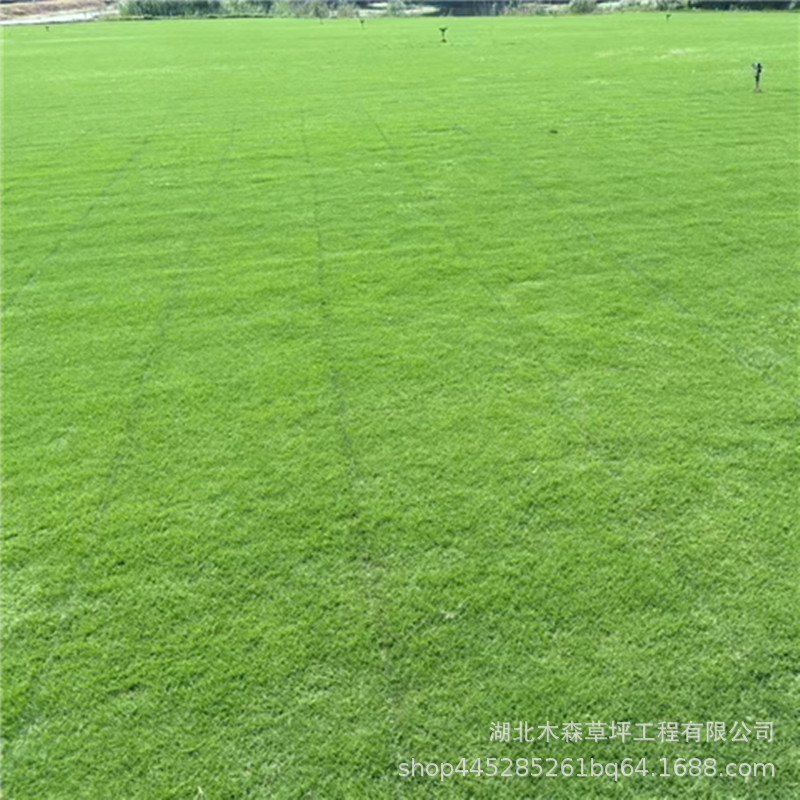 冬天带泥真草皮果岭草地毯草庭院别墅百慕大剪股颖高尔夫球足球场