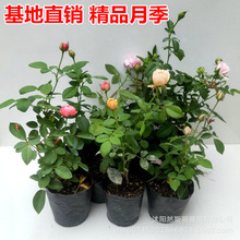 月季花苗爬藤特大花四季盆栽小苗庭院藤本开不断植物欧月蔷薇玫瑰