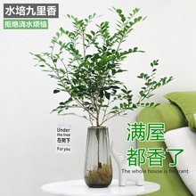 水培植物九里香马醉木吊钟四季好养绿植室内花卉清香木盆栽花卉