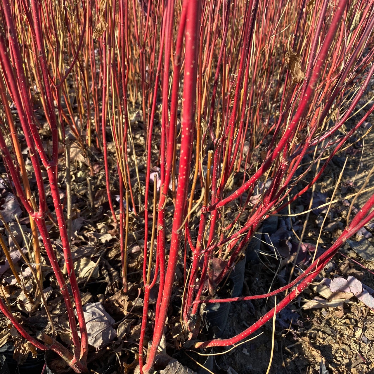 8成交0棵2022春节供应  耐寒丛生红瑞木偃伏莱木红柳规格齐全￥2.