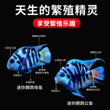 迷你鹦鹉鱼活体鱼观赏鱼小型淡水热带鱼苗宝蓝白金鹦鹉可繁殖种鱼