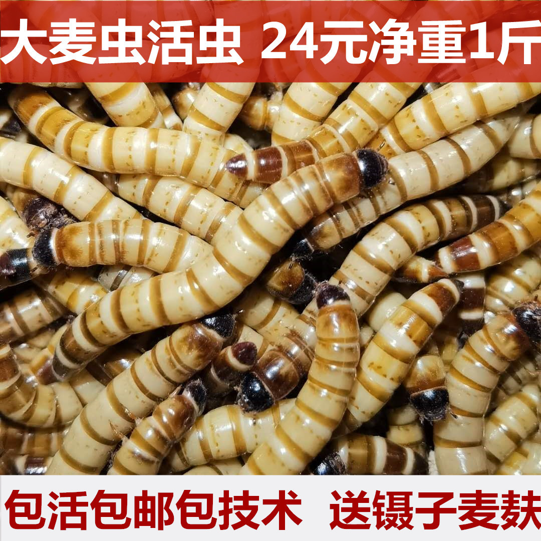 大麦虫活虫500g鲜活面包虫黄粉虫金龙鱼饲料活体八哥画眉鸟食虫子