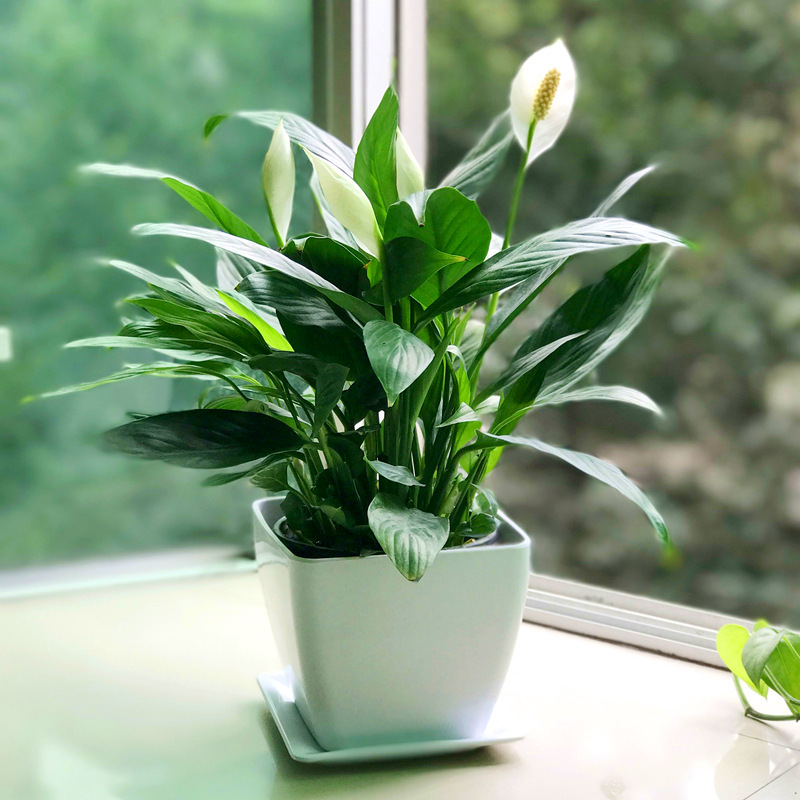 白掌一帆风顺植物花卉桌面小盆栽好养的室内绿植吸甲醛净化空气