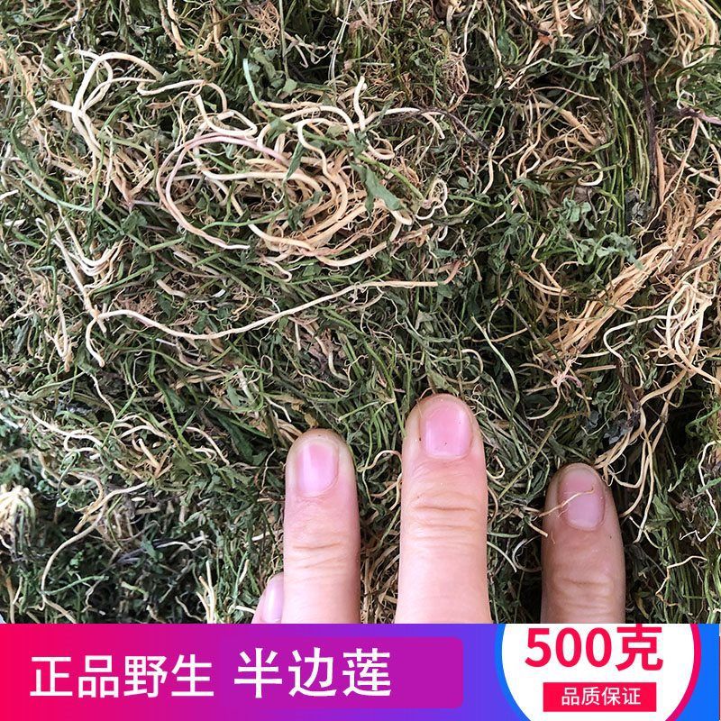 独立野生半边莲半边连半边花细米草新鲜干中药材五味子中国大陆