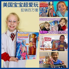 smart lab中文版人体结构器官模型STEM生命科学儿童亲子益智玩具